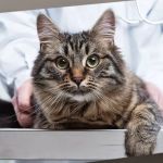 Woodman Drive Animal Hospital