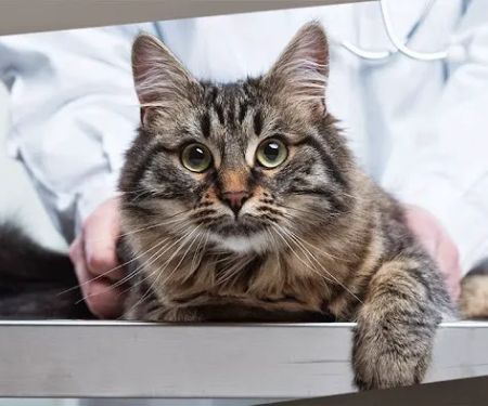Woodman Drive Animal Hospital