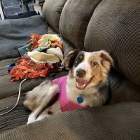 Kettering Animal Hospital ico