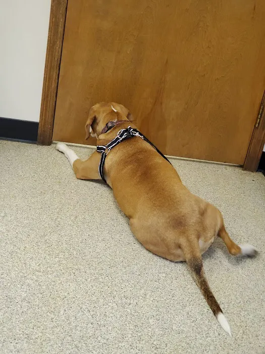 Animal MD Michelle Bahns DVM Picture 5