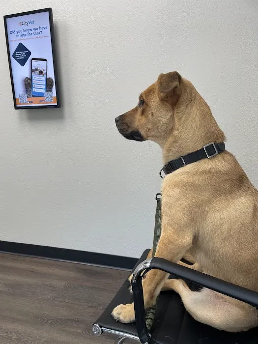 CityVet | Southtown Picture 3
