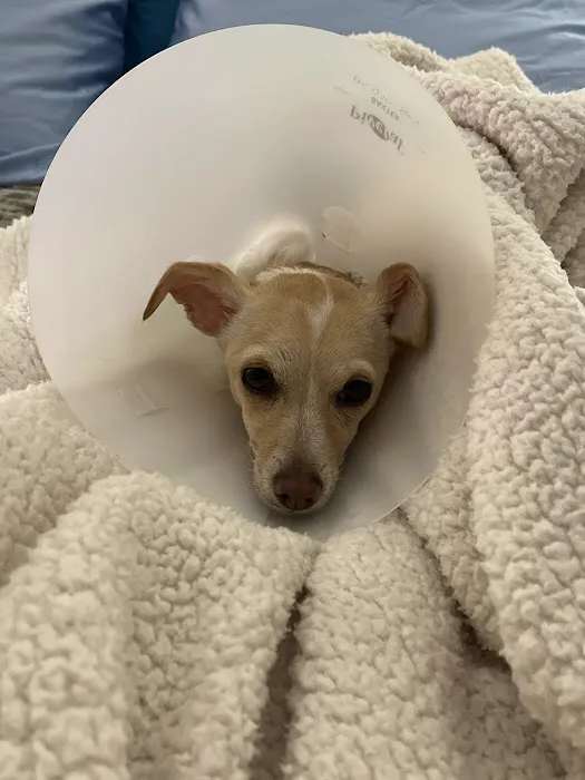 CityVet | Southtown Picture 10