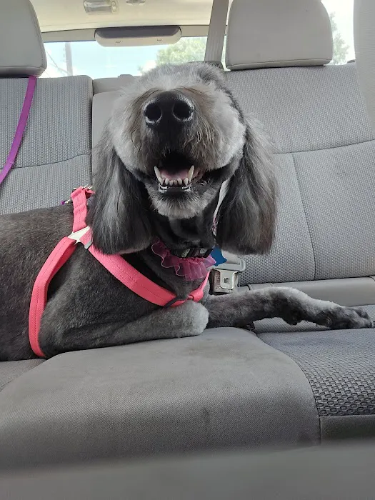 CityVet | Southtown Picture 8