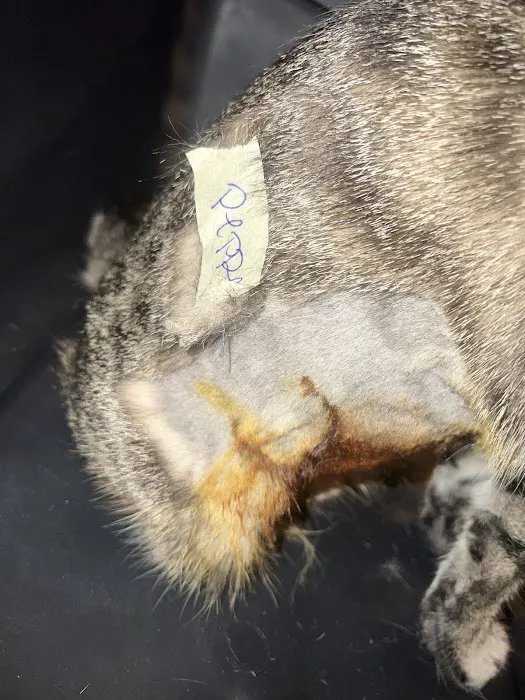 Pet Shotz Inc. Picture 4