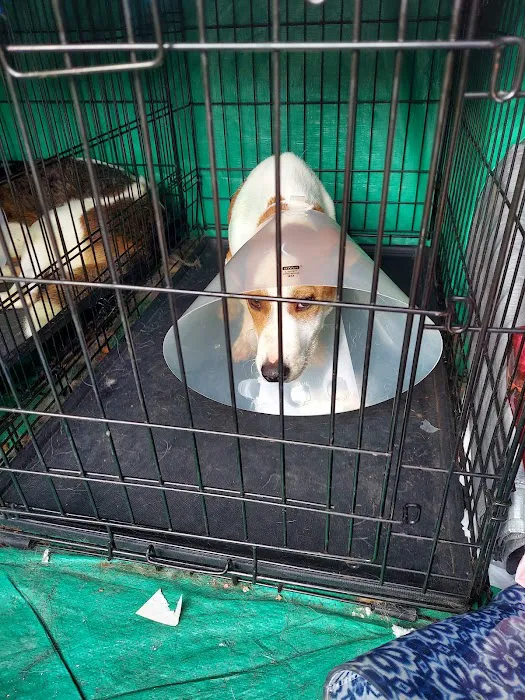 Pet Shotz Inc. Picture 9