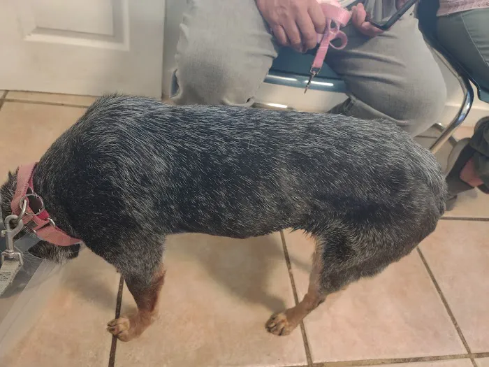 Pet Shotz Inc. Picture 10