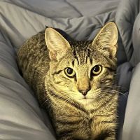 Spay Neuter Network ico
