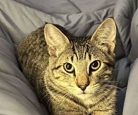 Spay Neuter Network