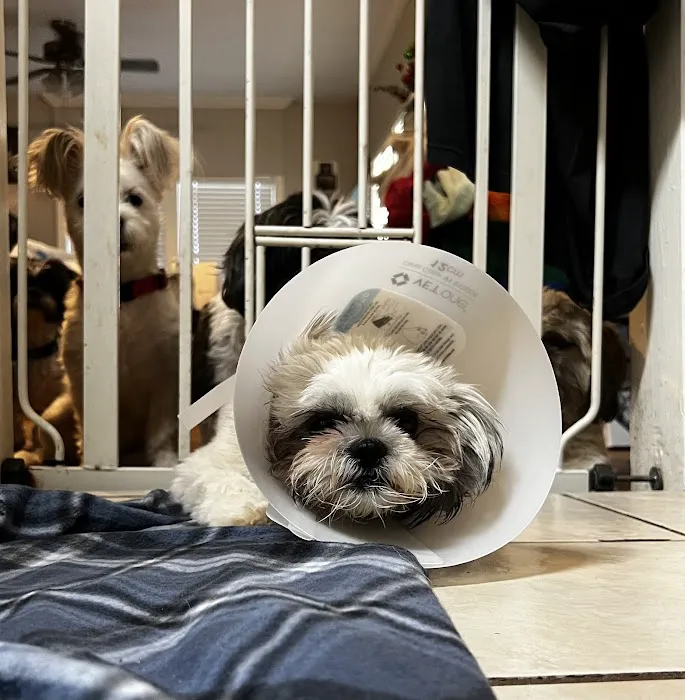 Spay Neuter Network Picture 6