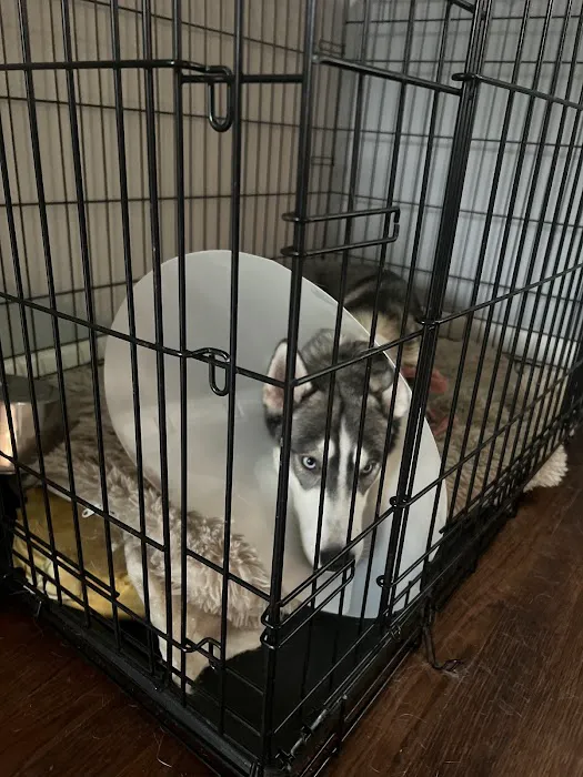 Spay Neuter Network Picture 7