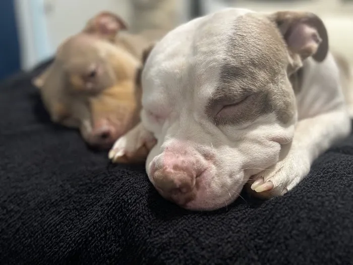Spay Neuter Network Picture 8