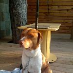 Olmos Park Animal Hospital