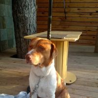 Olmos Park Animal Hospital ico