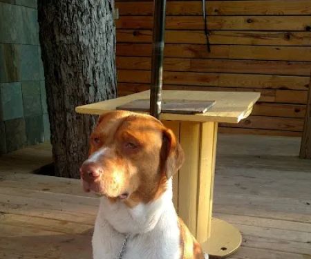 Olmos Park Animal Hospital