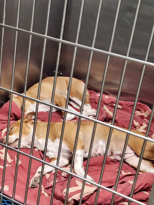 Olmos Park Animal Hospital Picture 4