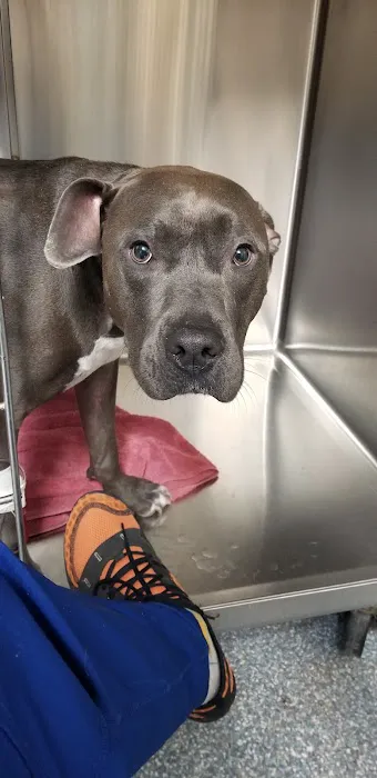 Olmos Park Animal Hospital Picture 7