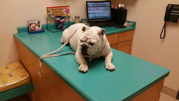 Southeast Animal Hospital Picture 7