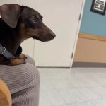 Fort Sam Houston Veterinary Clinic