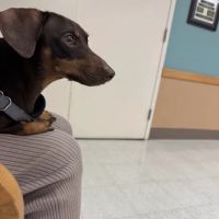 Fort Sam Houston Veterinary Clinic ico