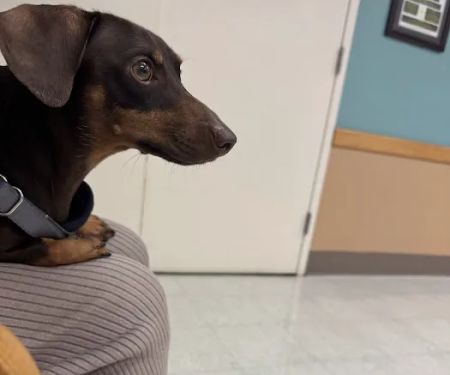 Fort Sam Houston Veterinary Clinic
