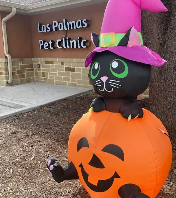 Las Palmas Pet Clinic Picture 4