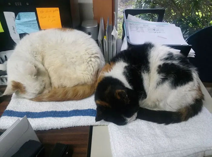 Las Palmas Pet Clinic Picture 8