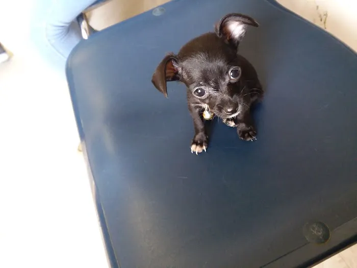 Las Palmas Pet Clinic Picture 9