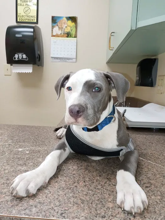 Alamo Dog & Cat Hospital Picture 1