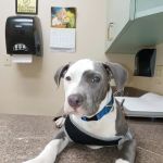 Alamo Dog & Cat Hospital