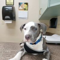 Alamo Dog & Cat Hospital ico
