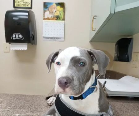 Alamo Dog & Cat Hospital