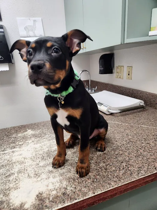 Alamo Dog & Cat Hospital Picture 3