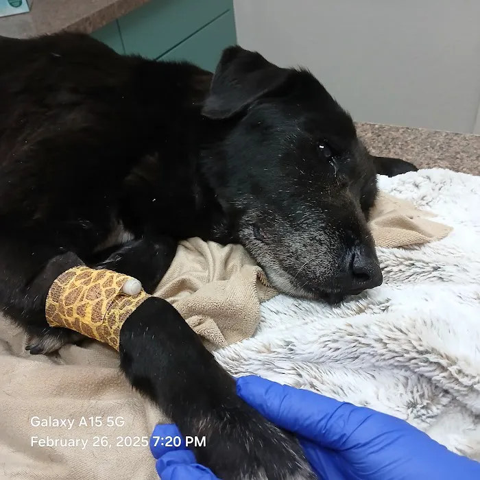 Alamo Dog & Cat Hospital Picture 6