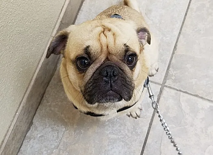 Alamo Dog & Cat Hospital Picture 4