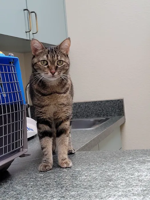Alamo Dog & Cat Hospital Picture 9