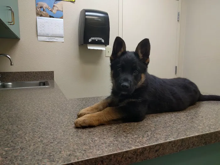 Alamo Dog & Cat Hospital Picture 8