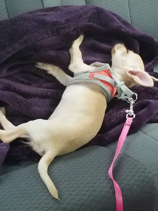 Alamo Dog & Cat Hospital Picture 7