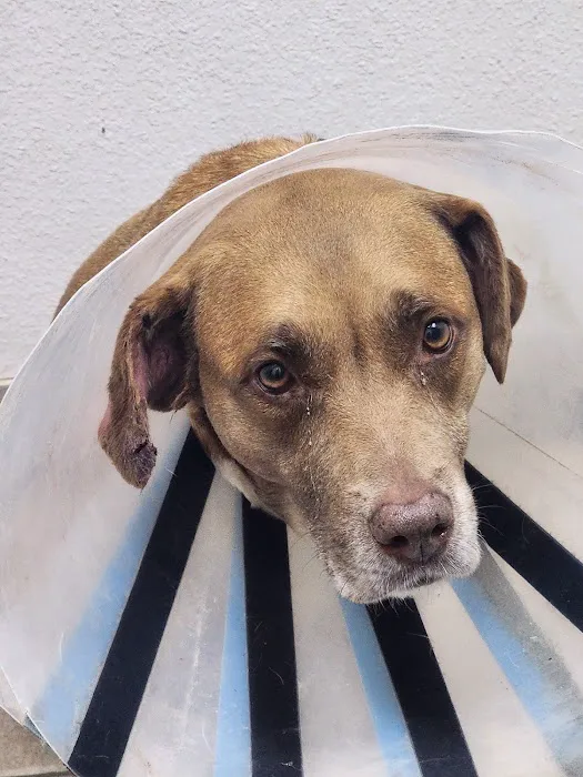 Alamo Dog & Cat Hospital Picture 10