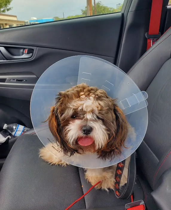 San Antonio Wellness Spay and Neuter Clinic Picture 1