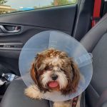 San Antonio Wellness Spay and Neuter Clinic