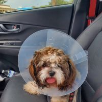 San Antonio Wellness Spay and Neuter Clinic ico