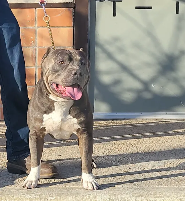 San Antonio Wellness Spay and Neuter Clinic Picture 9
