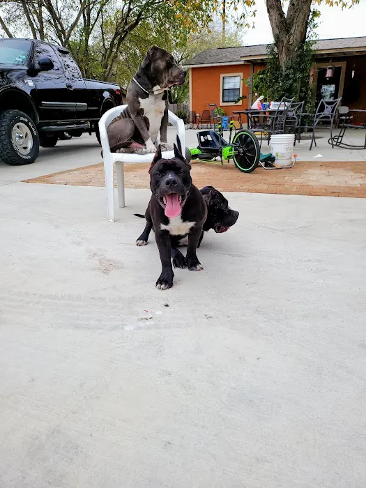 San Antonio Wellness Spay and Neuter Clinic Picture 8