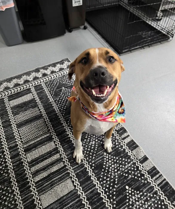CityVet | Alamo Heights Veterinary Clinic & Urgent Care Picture 4