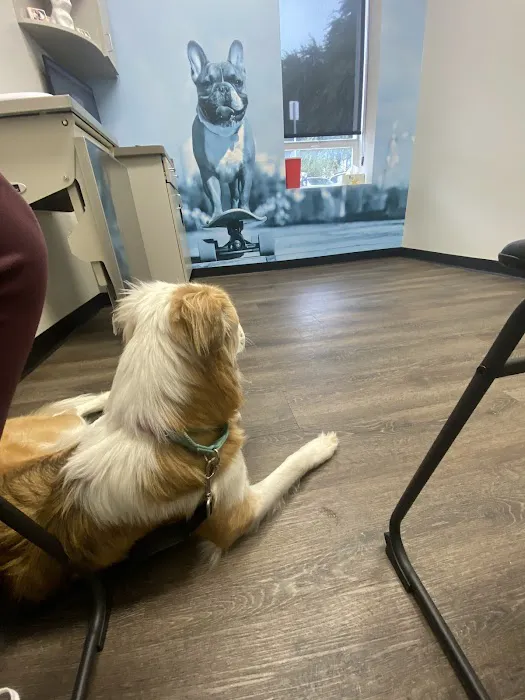 CityVet | Alamo Heights Veterinary Clinic & Urgent Care Picture 10