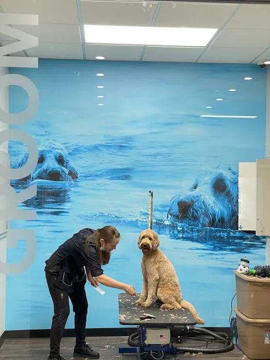 CityVet | Alamo Heights Veterinary Clinic & Urgent Care Picture 7