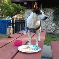 Texas Veterinary Hospital ico