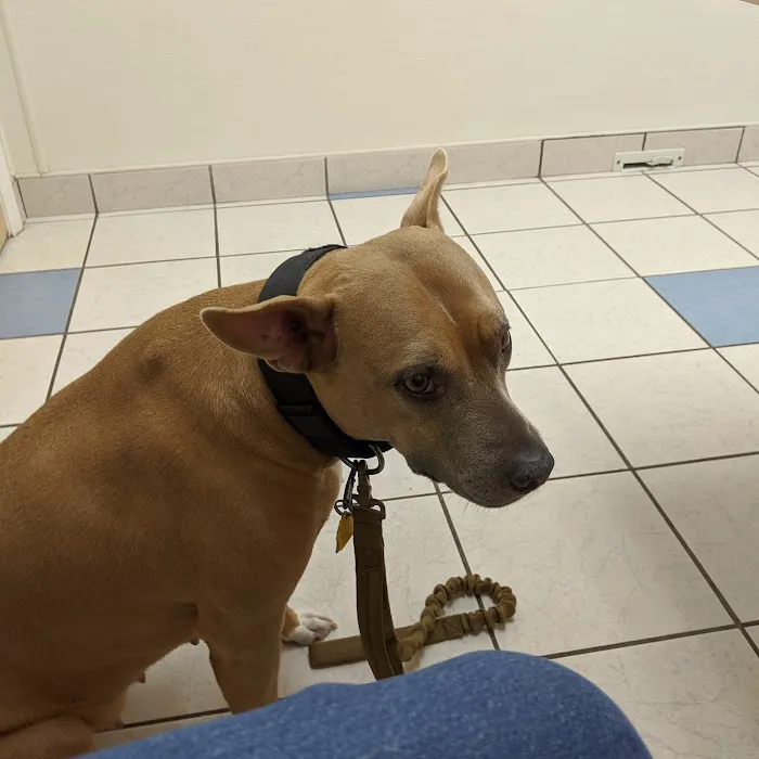 Texas Veterinary Hospital Picture 3