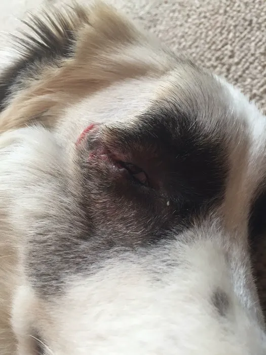 Texas Veterinary Hospital Picture 6