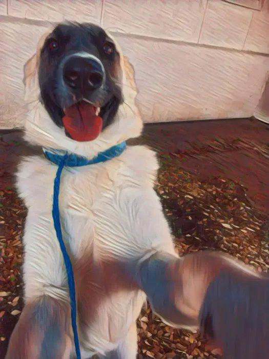 Texas Veterinary Hospital Picture 10
